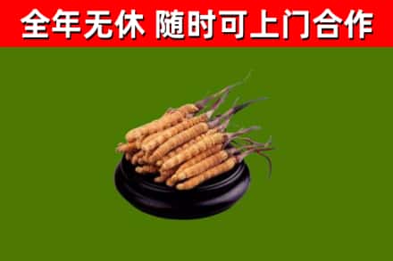 荆门回收散虫草